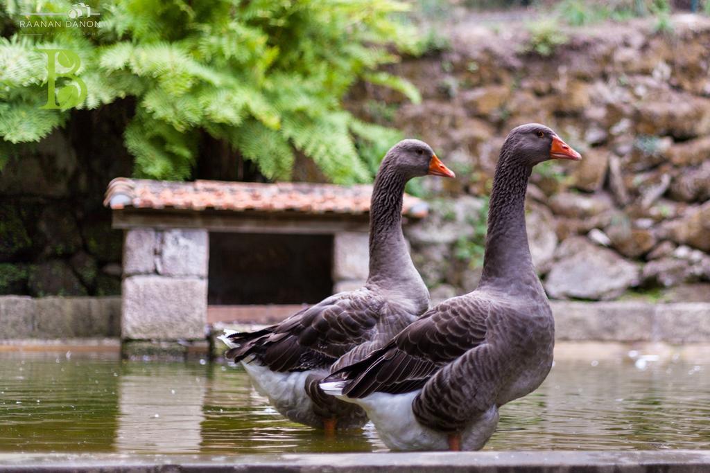 Quinta Da Bouca - Agroturismo Pacos de Gaiolo 客房 照片